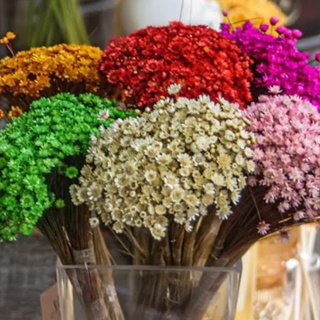 flores secas em Promoção na Shopee Brasil 2023