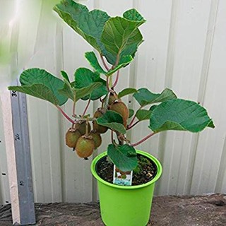 sementes kiwi gold