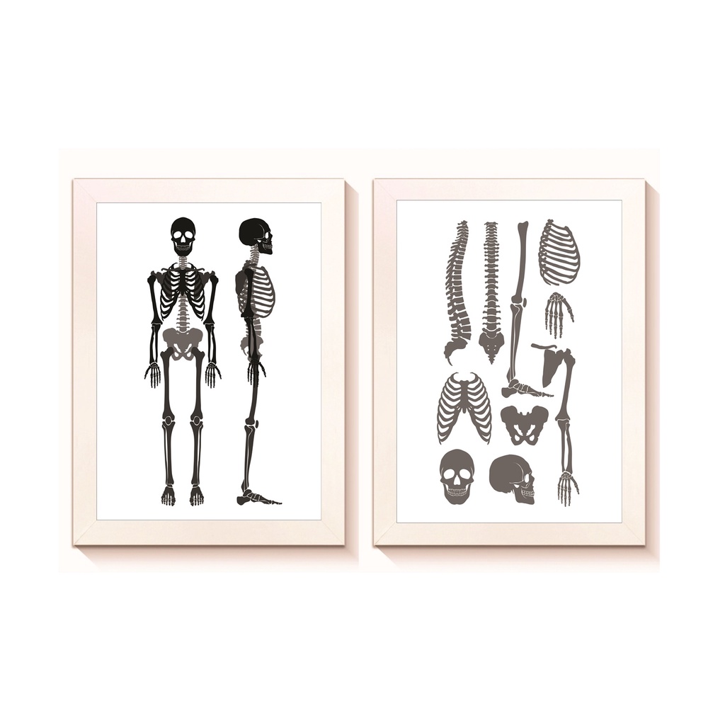 Kit 2 Quadros Decorativos Sistema Ósseo Humano Ortopedia Fisioterapia Medicina Molduras 20x30cm Madeira Vidro Branca