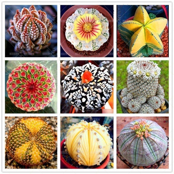 30 sementes de cactos raros sementes selecionadas pra fazer muda