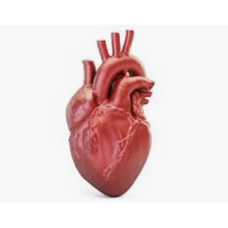 ZY Elástico Esportivo Cintura Bolsa Velcro Cinto Yoga Corrida Maratona Chaves Grande Tela Celular Exterior