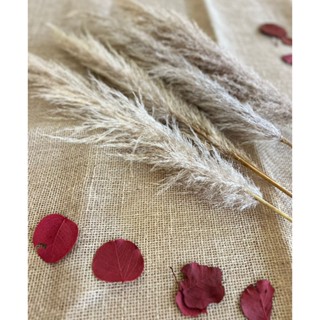 Capim dos Pampas - Tamanho aproximado de 90cm a 1,0m - Envio Imediato - Decorações em Geral