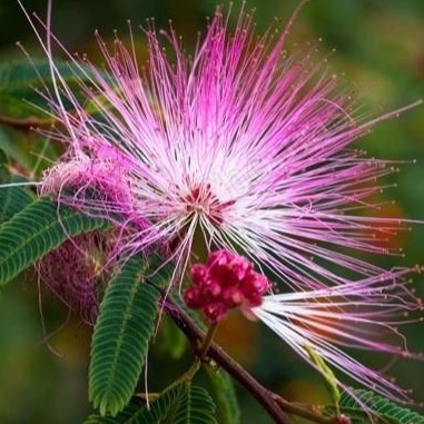 100 Sementes De Caliandra Rosa - Frete rápido pra fazer muda
