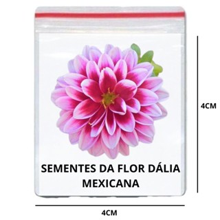 Sementes de Flor Dália Mexicana Multicoloridas Para seu Jardim em Oferta na Shopee