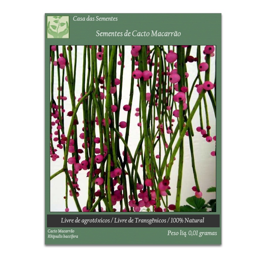 Sementes de Cacto Macarrão Suculenta Rhipsalis baccifera para plantio de Mudas