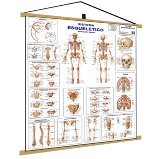 Sistema Esquelético Ósseo 1 Banner Poster Mapa Corpo Humano Anatomia Medicina em Oferta na Shopee