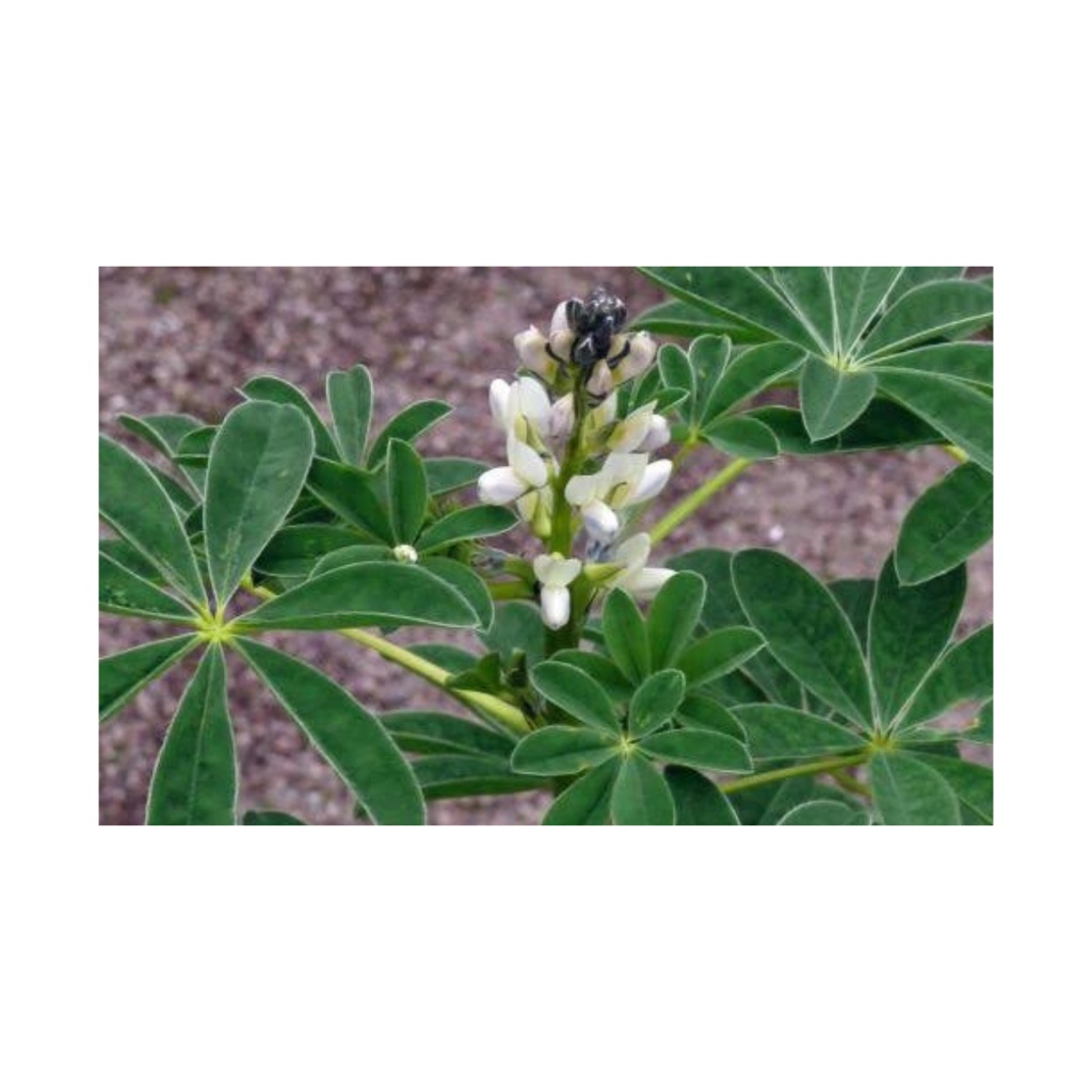 Tremoço Branco - 10kg de Sementes/ Adubo Verde / Excelente Leguminosa