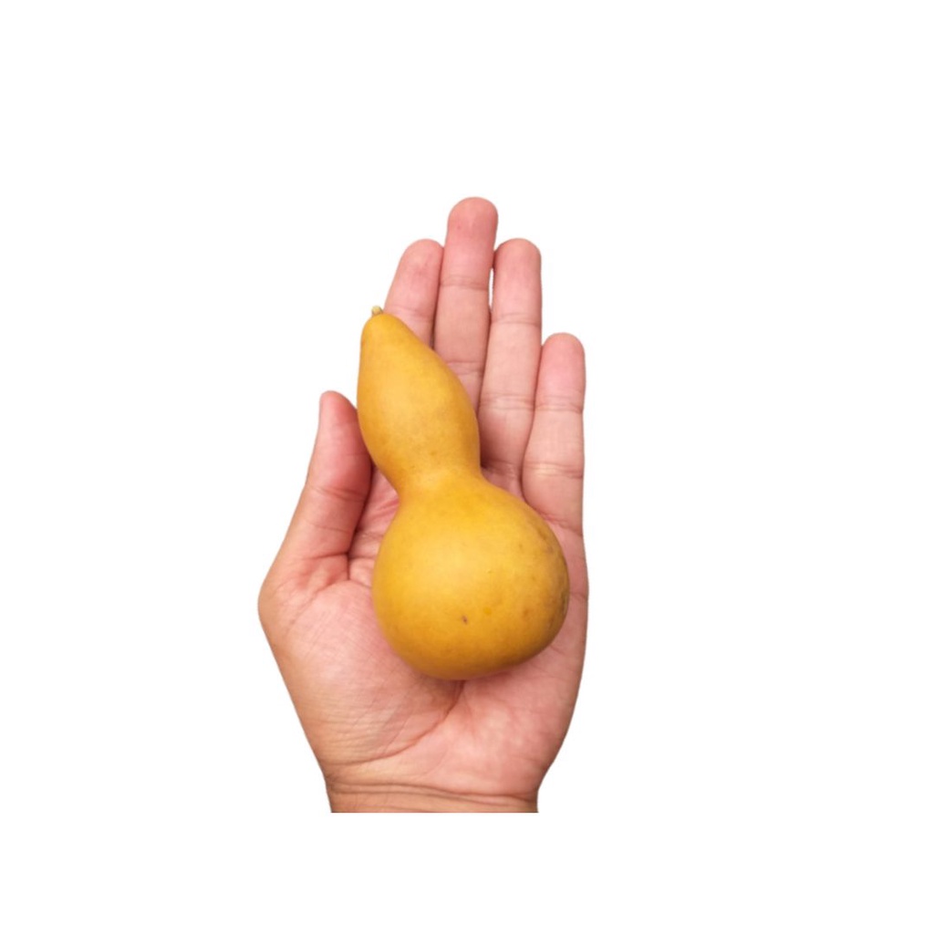 Cabaça Mini Umbanda Candomblé