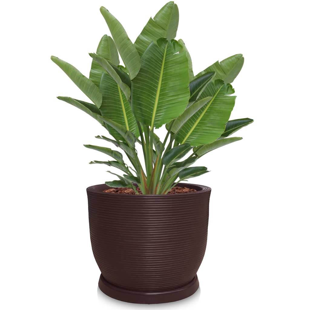 Árvores em Vasos Grandes: Onde Comprar | BuscaProdutos