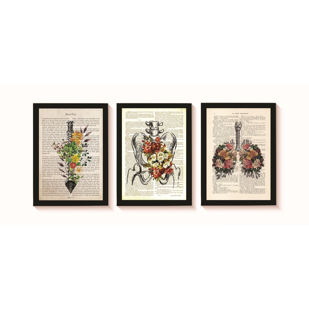 Kit 3 Quadros Decorativos Coluna Vertebral Pelve Pulmões Decoração Consultório Médico Molduras 20x30cm