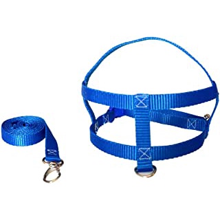 Puldo Cachorro: Guia Completo e Onde Comprar | BuscaProdutos