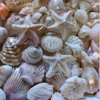 20 Sabonetes marinhos (conchas, sortidos) mar. (leia descrição)