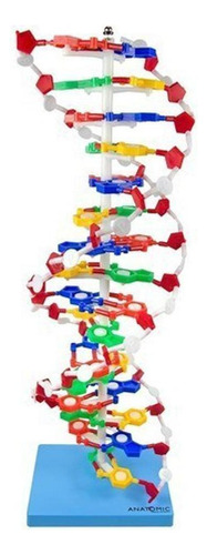 modelo anatomic dupla hélice dna molecular ampliada 60cm gen