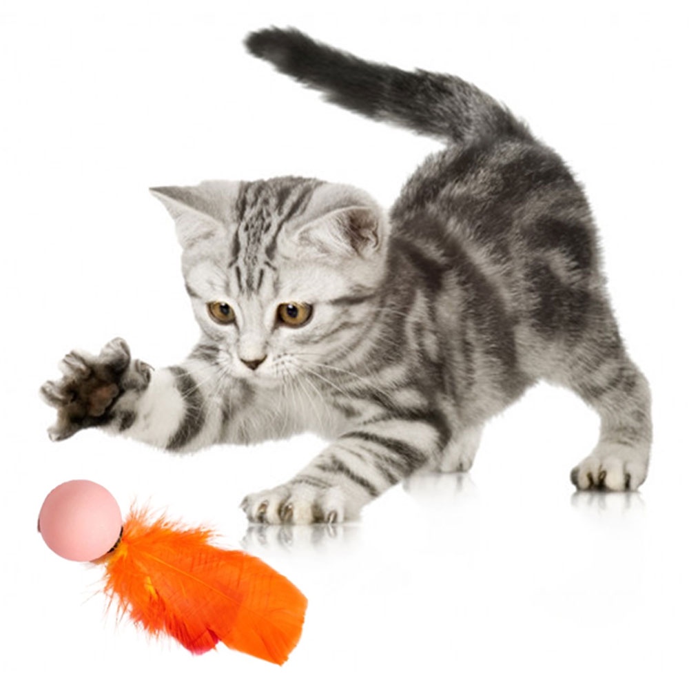 Brinquedo P/ Gato Bolinha Ping Com Pena 12 Unid Chocalho em Oferta na Shopee