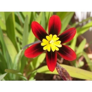 100 Sementes De Flor Arlequim