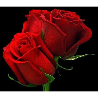 50 Sementes Sadias De Rosa Vermelhas Holandesa +
