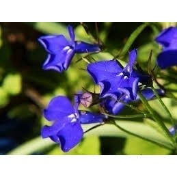 350 Sementes Sadias De Lobélia Azul P/ Sementes Sadias Flores Jardim E