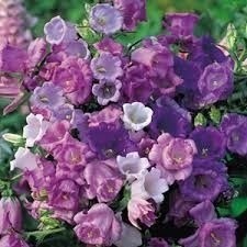 Sementes Sadias Da Flor Campainha Dobrada # Envio Imediato