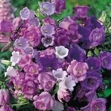 Sementes Sadias Da Flor Campainha Dobrada # Envio Imediato