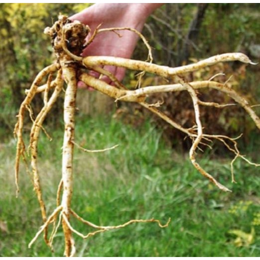 350 Sementes Sadias Astragalus Membranaceus Astrágalo Frete Rápido