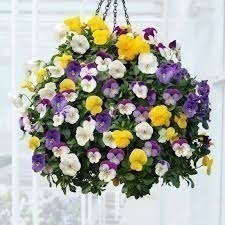 300 Sementes Sadias Belíssima Flor Amor Perfeito Gigante Crespo Sortido