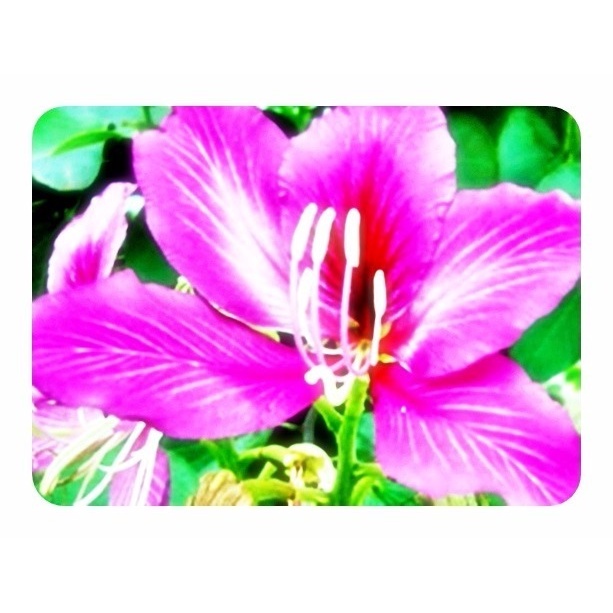 250 Sementes Sadias Pata Vaca Rosa Bauhinia Variegata Sítios Jardim