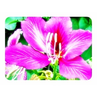 250 Sementes Sadias Pata Vaca Rosa Bauhinia Variegata Sítios Jardim