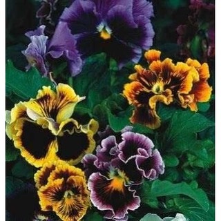 350 Sementes Sadias Belíssima Flor Amor Perfeito Gigante Crespo Sortido