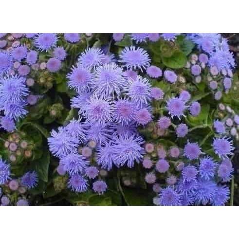 400 Sementes Sadias Flor Agerato Mexicano Azul # Imperdivel