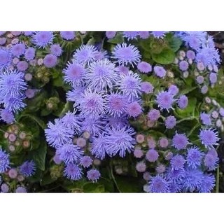 400 Sementes Sadias Flor Agerato Mexicano Azul # Imperdivel