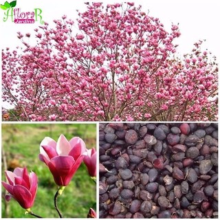 80 Sementes Sadias Magnólia + Folheto Como Plantar - Jardim Decoração