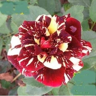 Rosa Stripe Show - Super Kit Sortido - Sementes Sadias Flor P/ Sementes Sadias