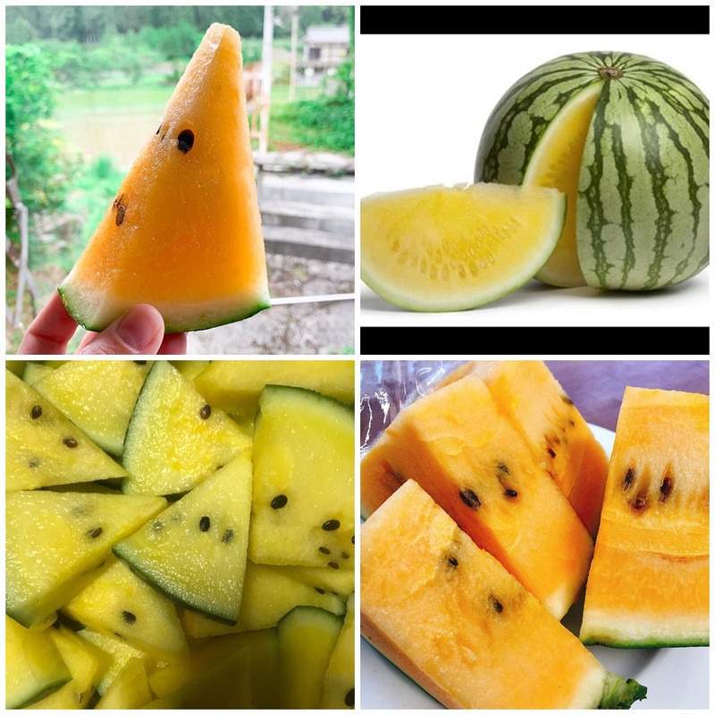 50 Sementes Melancia Amarela Super Doce +
