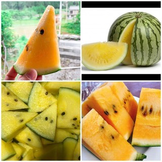 50 Sementes Melancia Amarela Super Doce +