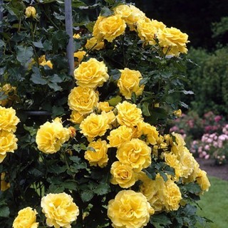 Rosa Trepadeira Golden Showers 300 Sementes Sadias Flor Para Sementes Sadias