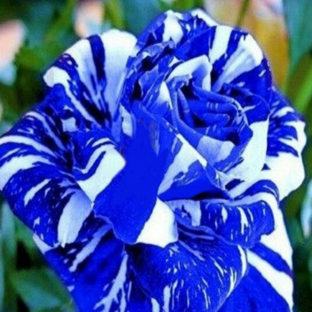 200 Sementes Sadias De Rosas Tiger Azul, Exótica E Rara - Jardim Decoração