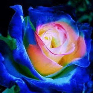 100 Sementes Sadias Rosa Dragão Azul Exótica Rara Enfeite Jardim