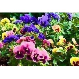 120 Sementes Sadias De Flor Verbena # Promoção