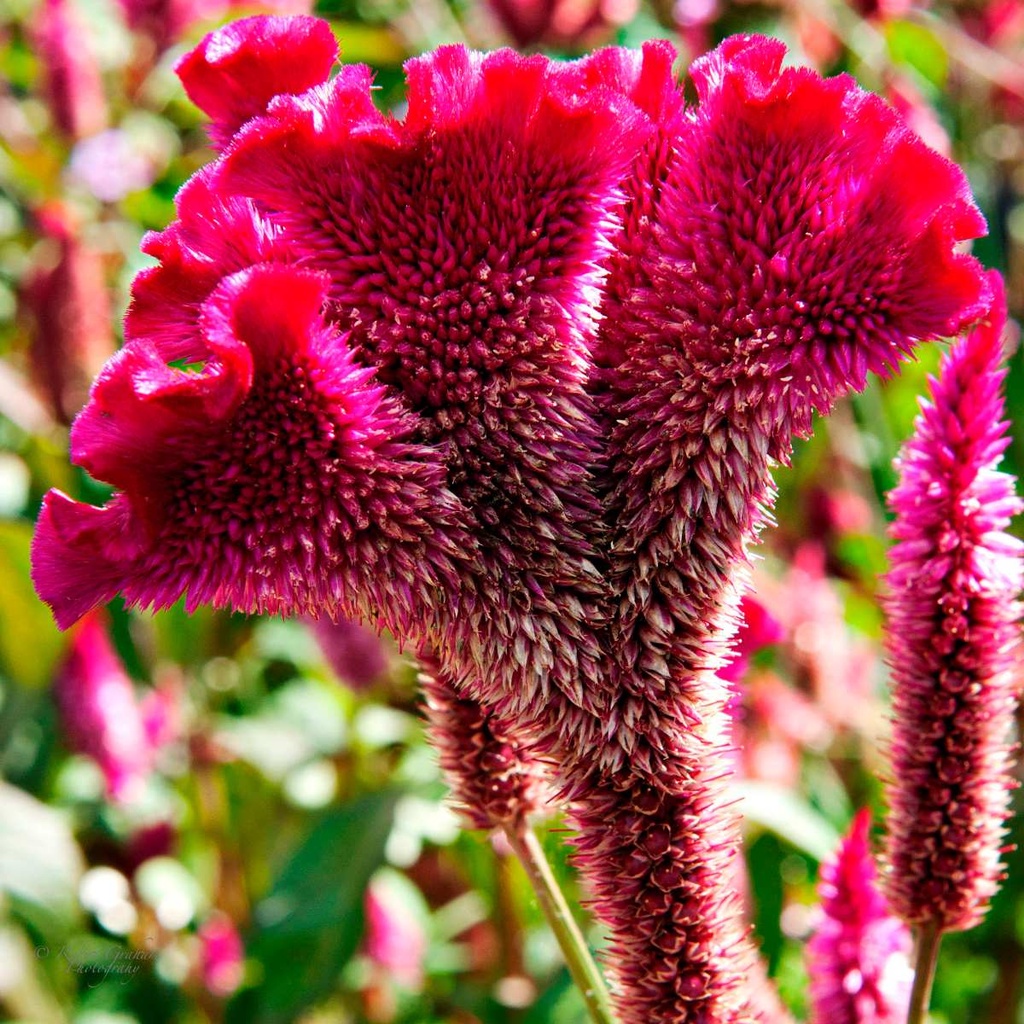 15 Sementes Sadias De Crista-de-galo !flores Ornamentais! Original