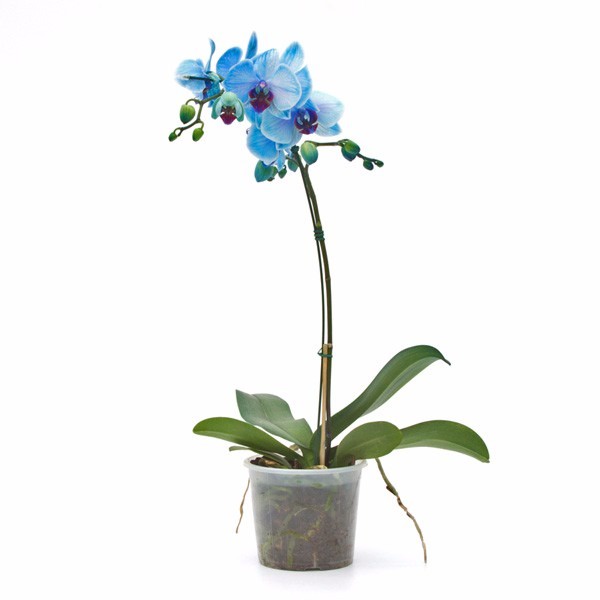 200 Sementes Sadias De Orquideas Phalaenopsis