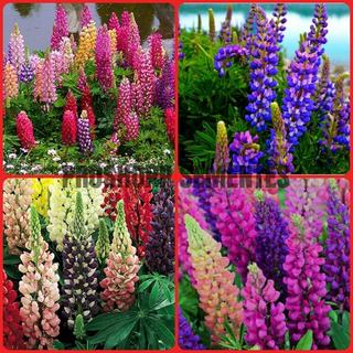 350 Sementes Da Linda Flor Lupinus Lupino Russel Sortida