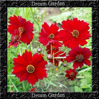 150 Sementes Sadias Coreopsis Red Scarlet lor