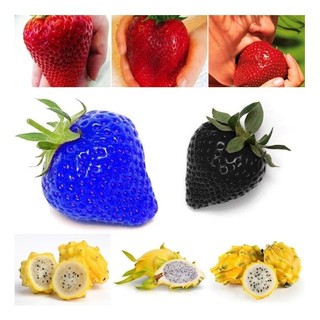 60 Sementes Morango G.+100 Morango Azul+negro +50 Pitaya
