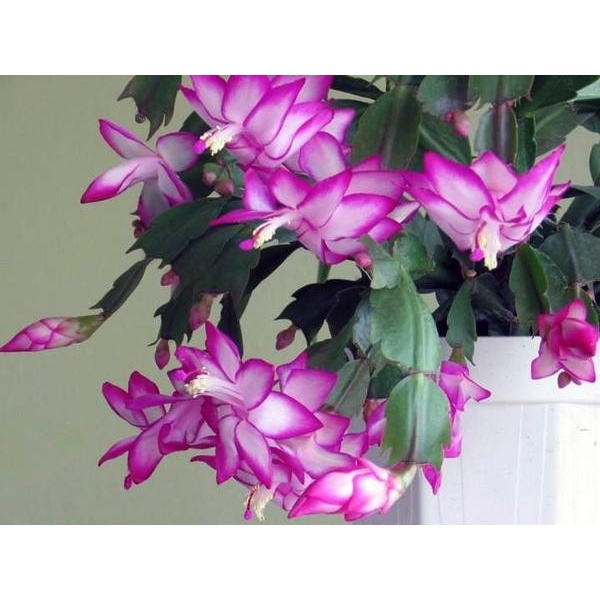 150 Sementes Sadias De Flor De Maio Cor Rosa - Flor De Seda - Jardim Decoração