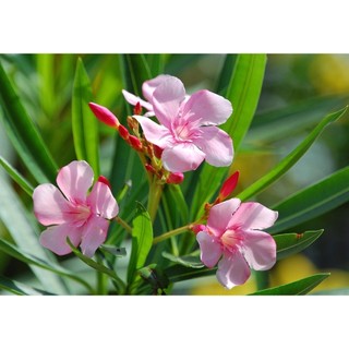 20 Sementes Sadias De Espirradeira Rosa Claro +!!!