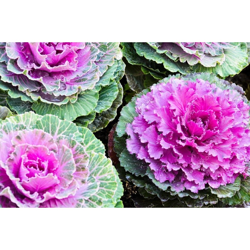 Couve Ornamental: Onde Comprar | BuscaProdutos