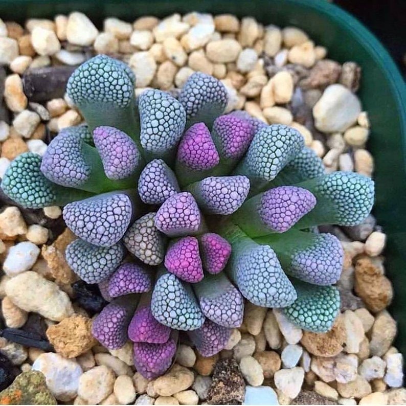 Suculenta Titanopsis Mix Cacto Pedra Lithops 500 Sementes Sadias