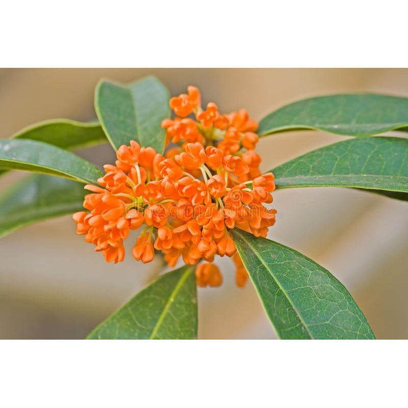 Jasmim do Imperador Perfume: Onde Comprar | BuscaProdutos