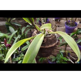1Vaso natural de Sapucaia para o cultivo de orquidea
