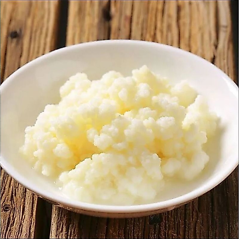 1 muda de Kefir de Leite Natural – Probiótico Vivo para Saúde Intestinal 🥛✨